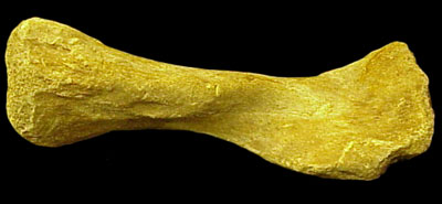 humerus