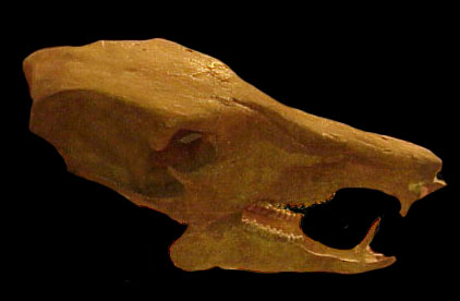 long-nose body head