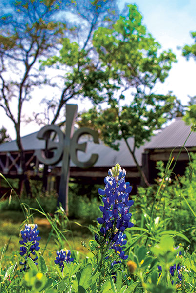 Bluebonnets