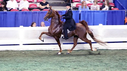 Marianne Rader on horseback