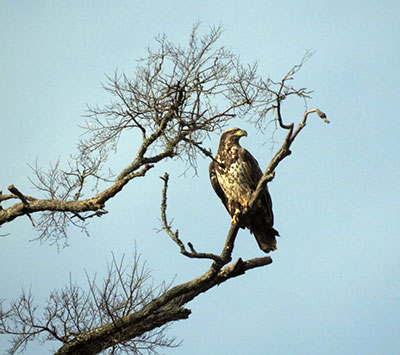 Eagle on Tornado Trail